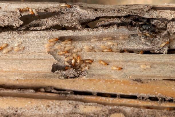 Best Commercial Pest Control Services  in Mayfield Heights, OH